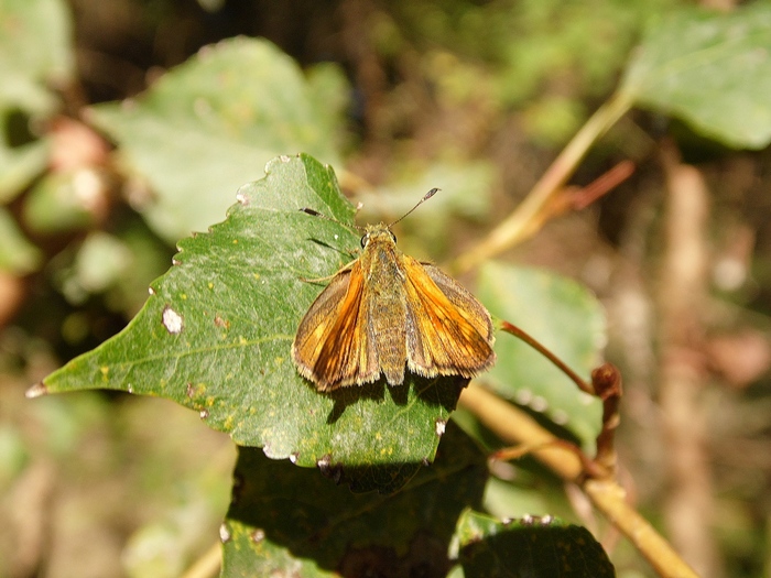 Ochlodes sylvanus?